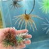 Generic Confezione da 2 esche da pesca galleggianti a forma di riccio di mare, morbide esche da pesca bioniche | Esche realistiche per pesca d'acqua dolce e salata, colore casuale