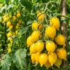 Generico Pomodoro Piennolo del Vesuvio Giallo 100 Semi - Pomodorino Giallo a Grappolo, Varietà Tradizionale, Dolce e Saporita, per Orto e Vaso