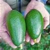 Vivai Decandia Giovanni PIANTA DA FRUTTO TROPICALE AVOCADO BACON in vaso 20 età 2/3 anni