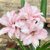 Generic amaryllis hippeastrum autunnali balcone con decorazioni interno 3bulbi