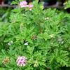 Generic Pelargonium graveolens - geranio limone, in vaso resistenti, adatte al pieno sole balcone recisi varietà antiche biologiche balcone giardino 400semi