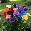Nyugs Calla Lily- Rizomi Calla Resistenti- Rizomi Perenni Giardino- Piantagioni Calla Lily Rari Giardino Elegante Esposizione-c-2 rizomi