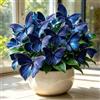DSRTYHF Bellissima Hosta Farfalla, foglie variegate uniche, risalta nelle aiuole verdi-4bulbi-g