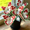 DSRTYHF Farfalla Bellissima Varietà di Hosta, Decorazione Naturale per Il Giardino-4Bulbi-c