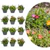 Generico My Green Help - Delosperma Mix Piante Vere da Esterno, 12 Piante in Vaso Ø7 cm, Altezza 10-12 cm con Vaso, Succulenta Tappezzante Sempreverde per Giardino, Bordure e Vasi