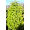 Generisch Cryptomeria japonica Elegans Viridis, pettine per gallo, 50-60 cm