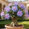 CYFGUJYGW Rosa del deserto, resistente, perenne - Giardini e balconi, decorazione, giardini-1bulbi
