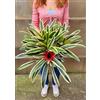 POWERS TO FLOWERS - NEOREGELIA NIDULARIUM VARIEGATO ESEMPLARE XXL, OFFERTA ULTIMI 10 PEZZI!!! pianta vera