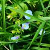 Generic Mazus reptans - resistenti esterno in vaso labbra bocca giardino roccioso biologiche per la copertura del terreno interno sostenibili 150semi