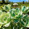 Vnuhgzs Assortimento di Tulipani Doppi Rari/Decorazione da Giardino in Balcone/Tulipani/Resistenti al Freddo-4 PCS-G