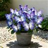 DSRTYHF Bellissima Hosta Farfalla, foglie variegate uniche, risalta nelle aiuole verdi-4bulbi-c