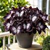 DSRTYHF Farfalla Bellissima Varietà di Hosta, Decorazione Naturale per Il Giardino-4Bulbi-j