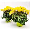 POWERS TO FLOWERS - CICLAMINO COLOR LIFE GIALLO, 2 PIANTE, VASO 12CM DIAMETRO, piante vere