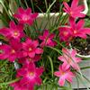 Generic zephyranthes balcone resistenti giardini rocciosi precoce 12bulbi