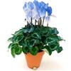 POWERS TO FLOWERS - CICLAMINO COLOR LIFE BLU XXL, VASO 17CM, pianta vera