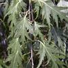 le Georgiche Vivai le Georgiche - Pianta vera di Betula pendula Dalecarlica Betula 'Dalecarlica' Betulla argentata 'Dalecarlica', Betulla svedese - altezza alla vendita 80-100 cm