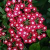 Generic verbena ibrida - facile coltivare giardino roccioso il esotico 350semi