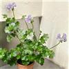 Generic Gerani pendenti pelargonio crescita ufficio insoliti giardino 45semi