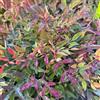 le Georgiche Vivai le Georgiche - Pianta vera di Nandina domestica Red Light Nandina 'Nrl2015' Bambù celeste 'Red Light' - vaso Ø 19 cm - altezza alla vendita 15-20 cm