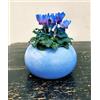 POWERS TO FLOWERS - CICLAMINO COLOR LIFE BLU, IN VASO CERAMICA AZZURRO, pianta vera