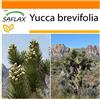 SAFLAX - Garden in the Bag - Albero di Giosuè - 10 semi - Yucca brevifolia