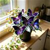DSRTYHF Farfalla Bellissima Varietà di Hosta, Decorazione Naturale per Il Giardino-6Bulbi-b