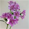 Generic Alstroemeria balcone in vaso resistenti varietà antiche 350semi