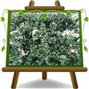 EURO PLANTS VIVAI Solanum Jasminoides Gelsomino vaso 14 cm | Pianta Rampicante e profumata a fiore bianco