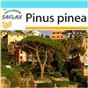 SAFLAX - Confezione regalo - Pino marittimo - 6 semi - Pinus pinea