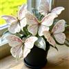 DSRTYHF Farfalla Bellissima Varietà di Hosta, Decorazione Naturale per Il Giardino-8Bulbi-g