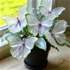 DSRTYHF Farfalla Bellissima Varietà di Hosta, Decorazione Naturale per Il Giardino-6Bulbi-d