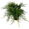 POWERS TO FLOWERS - GINEPRO STRISCIANTE, vaso 14cm diametro, pianta vera