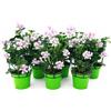POWERS TO FLOWERS - GERANIO PARIGINO BIANCO HERCULES, PELARGONIUM, 6 PIANTE VASO 14, piante vere