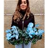 POWERS TO FLOWERS - CICLAMINO COLOR LIFE BLU/AZZURRO, 2 PIANTE, VASO 14CM DIAMETRO, piante vere