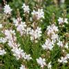 Generico Gaura, Pianta da Giardino Fiorita, Cespuglio Ornamentale in Vaso, pianta perenne in vaso 16 (Bianco)