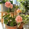 Generic Gerani pendenti pelargonio facile coltivare ombra selvatici vaso 90semi