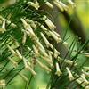 le Georgiche Vivai le Georgiche - Pianta vera di Russelia juncea Alba Russelia equisetiformis 'Alba' - vaso Ø 17 cm - altezza alla vendita 20-40 cm