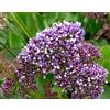 Generic 20 grani di lavanda di mare Limonium Statice