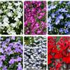 Generic Lobelia erinus - tappezzanti giardino balcone biologiche 750semi