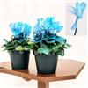 POWERS TO FLOWERS - CICLAMINO COLOR LIFE BLU, 3 PIANTE, VASO 12CM DIAMETRO, piante vere