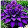 Avyxcgfx Hosta, a bassa manutenzione, giardino all'ombra, resistente alla siccità, resistente al freddo, colori misti (perenne resistente, display eccellente)-4bulbs-G