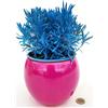 POWERS TO FLOWERS - LAVANDA COLOR LIFE BLU, IN VASO CERAMICA FUCSIA, VASO 14CM DIAMETRO, piante vere