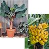 PERAGA GARDEN 1 PIANTA DI MUSA ACUMINATA DWARF CAVENDISH BANANO VASO 20CM