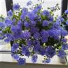 Generic Plumbago auriculata giardino rampicante balcone ufficio 2piante