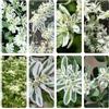 Generic Euphorbia marginata ufficio di decorazioni giardino esterni 200semi
