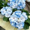 Generic Gerani pendenti pelargonio giardino esterni ombra selvatici 50semi