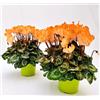 POWERS TO FLOWERS - CICLAMINO COLOR LIFE ARANCIONE, 2 PIANTE, VASO 12CM DIAMETRO, piante vere