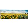 LuxHomeDecor Panorama campo di girasoli - Quadro Stampa su Tela con Telaio in legno - 150x50 cm
