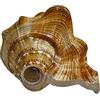 Generic Aashita Creations Vamavarti Panchmukhi Shankh Pure Natural Shell | con forte eco suono | Conchiglia soffiante | (L X B X H - 13 X 8,5 X 7 cm