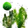 vdvelde.com - Piante Ossigenanti contro Alghe, Laghetto 500-1.250 L | 20 piante sommerse resistenti al gelo con ceratofillo, elodea e palle di muschio, contro acqua verde, senza chimica